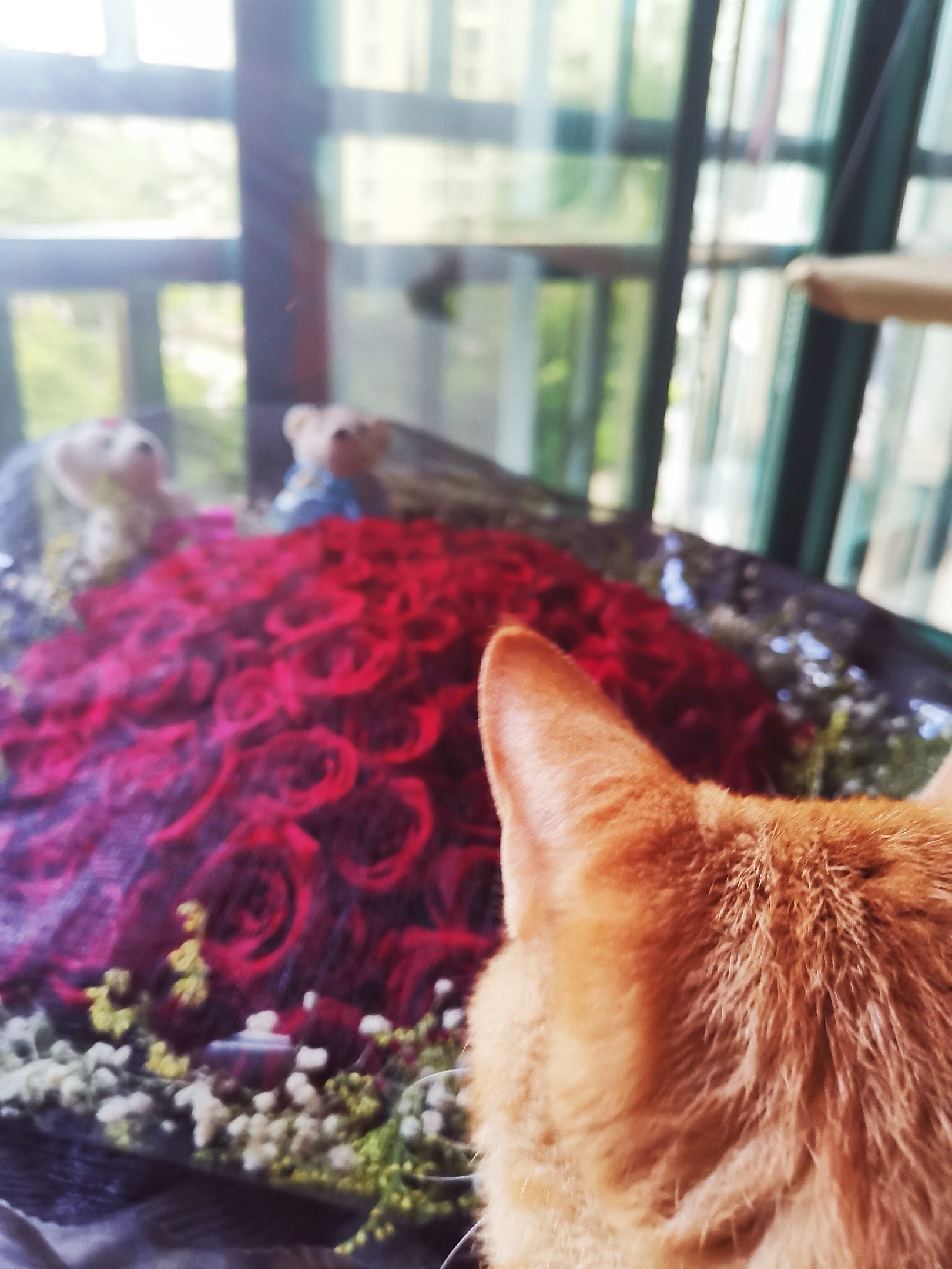 ڴлϣٵ׷