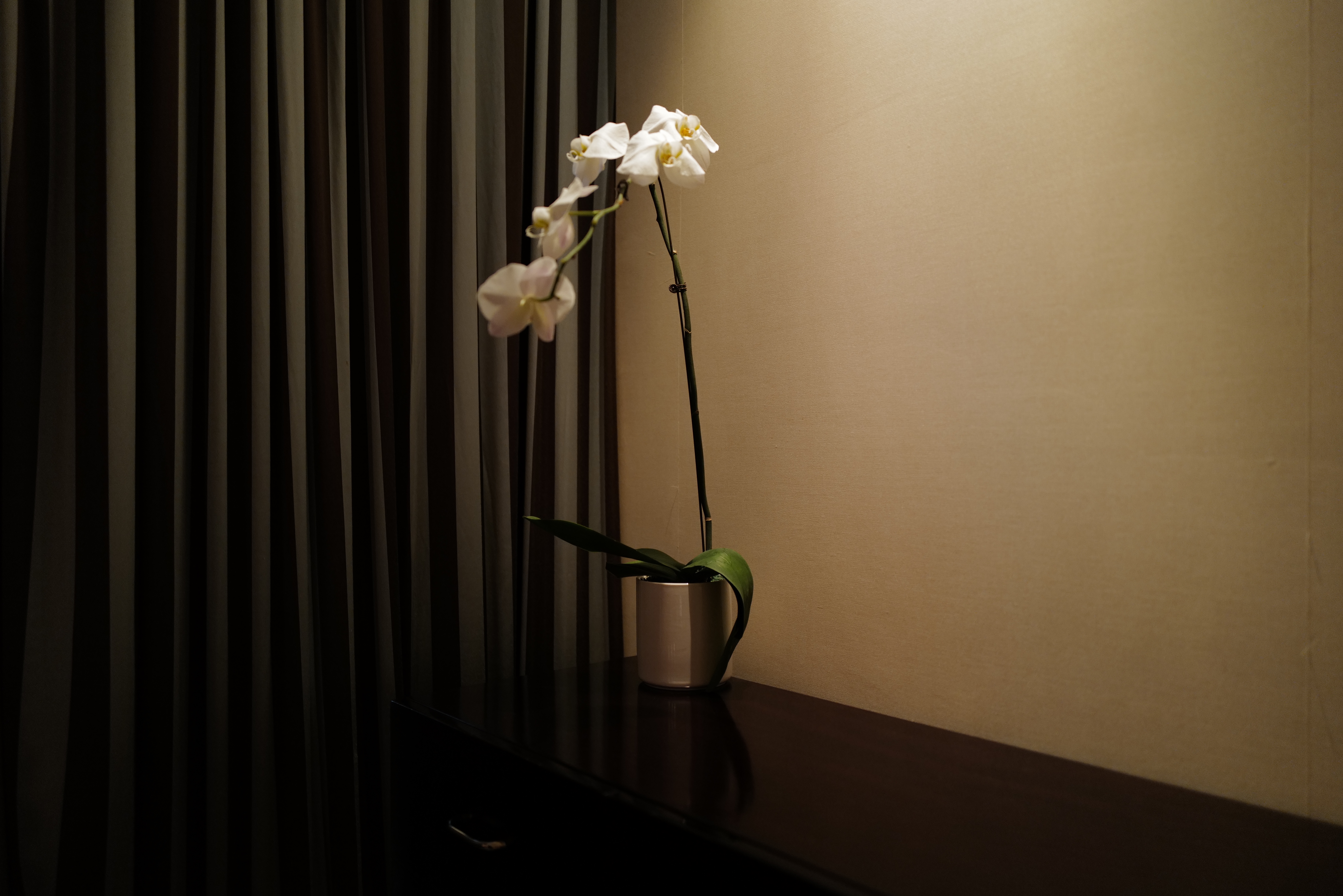 ڽ˹͡+Ritzζ