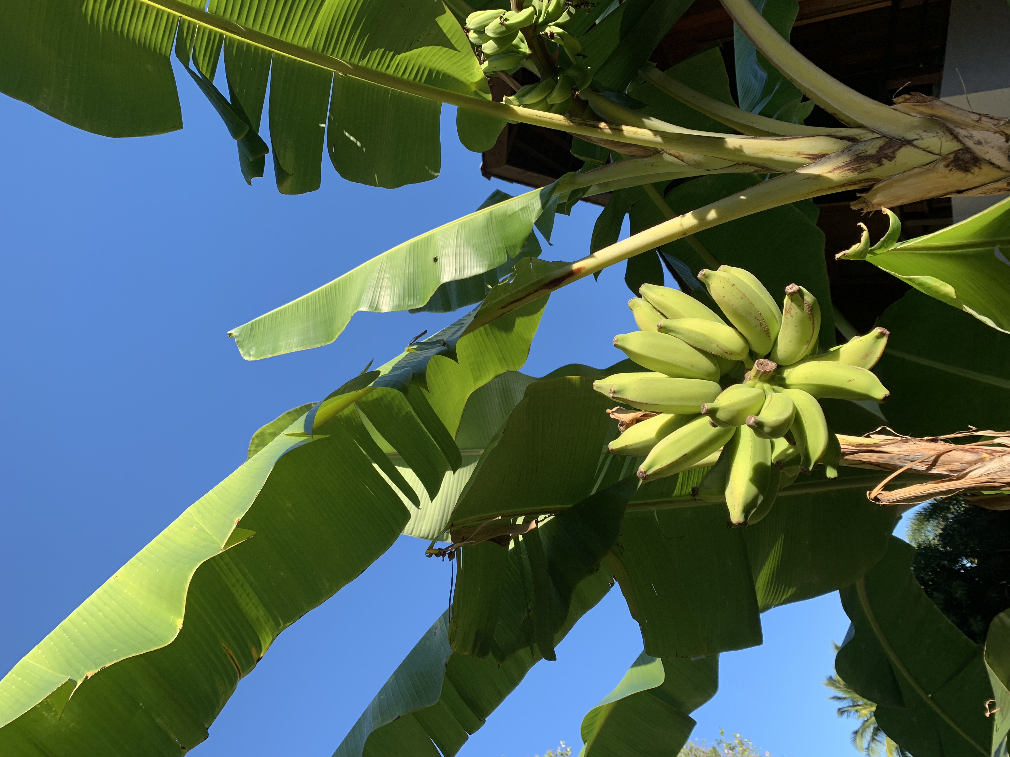 ޺ãǷConrad Bora Bora Nui