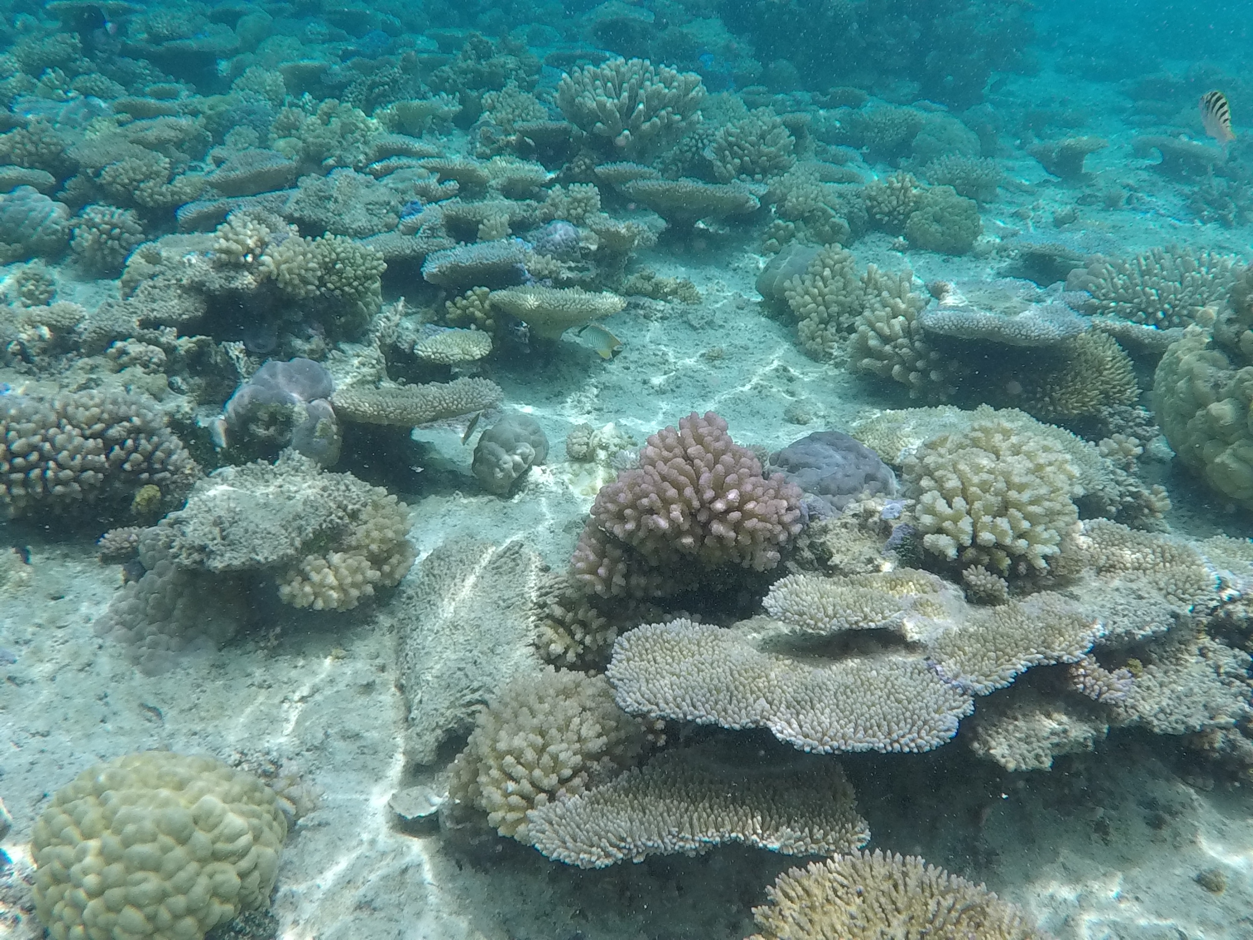 ͼ Ϫ޼+ Ī޼&̩޼(Tahiti BoraBora)