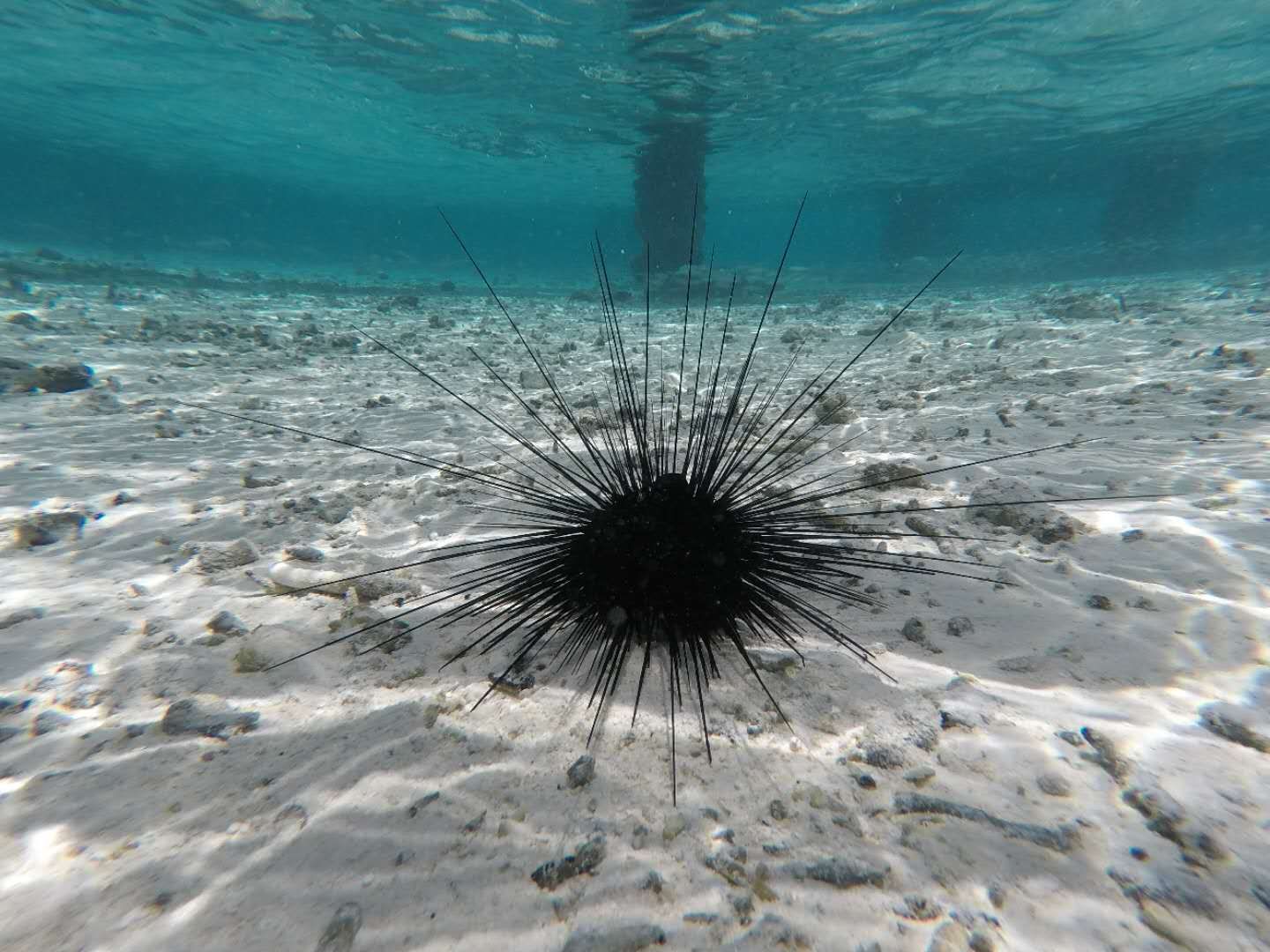 ͼ Ϫ޼+ Ī޼&̩޼(Tahiti BoraBora)