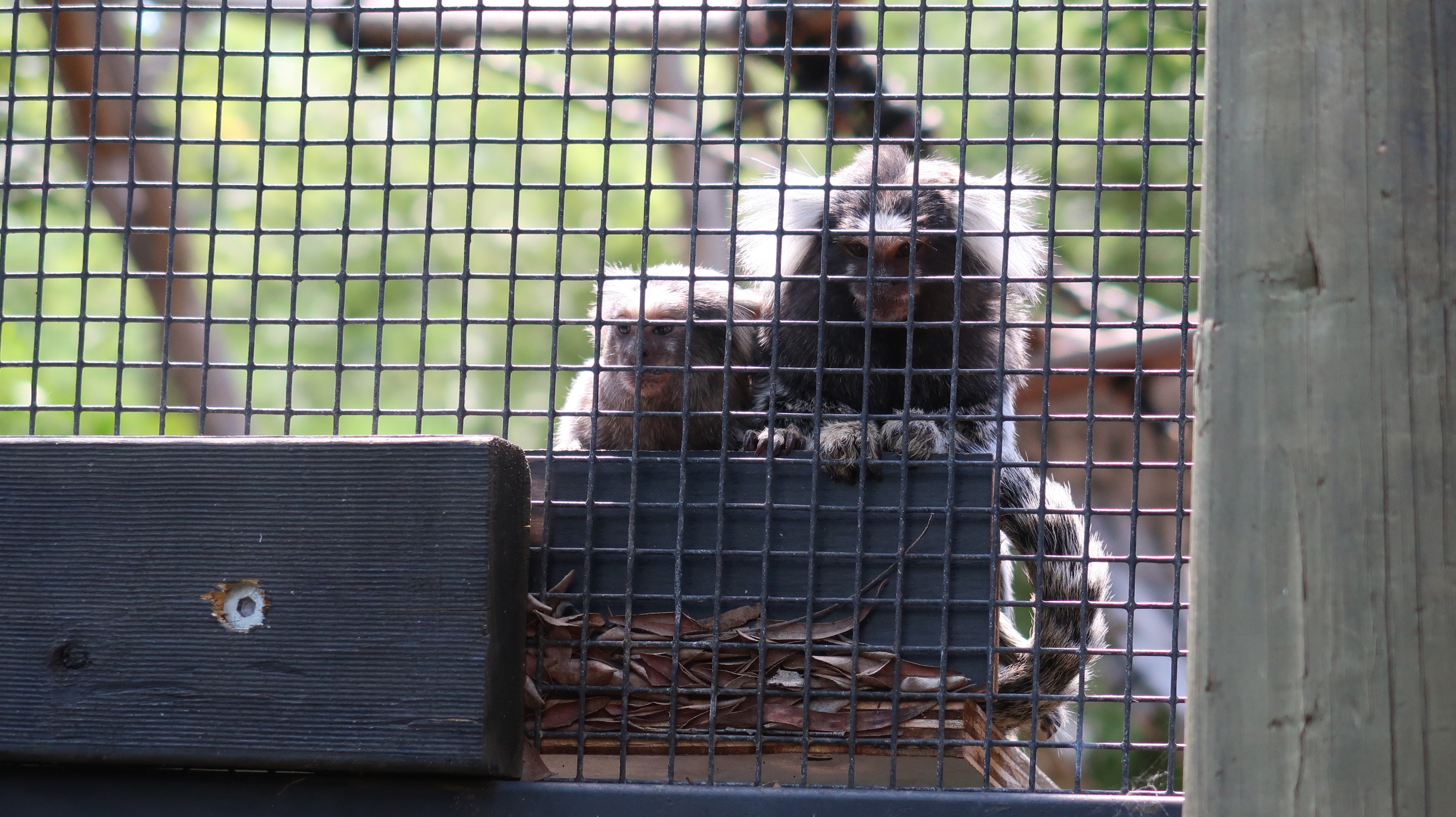 Ե顪Jamala Wildlife Lodge¹С