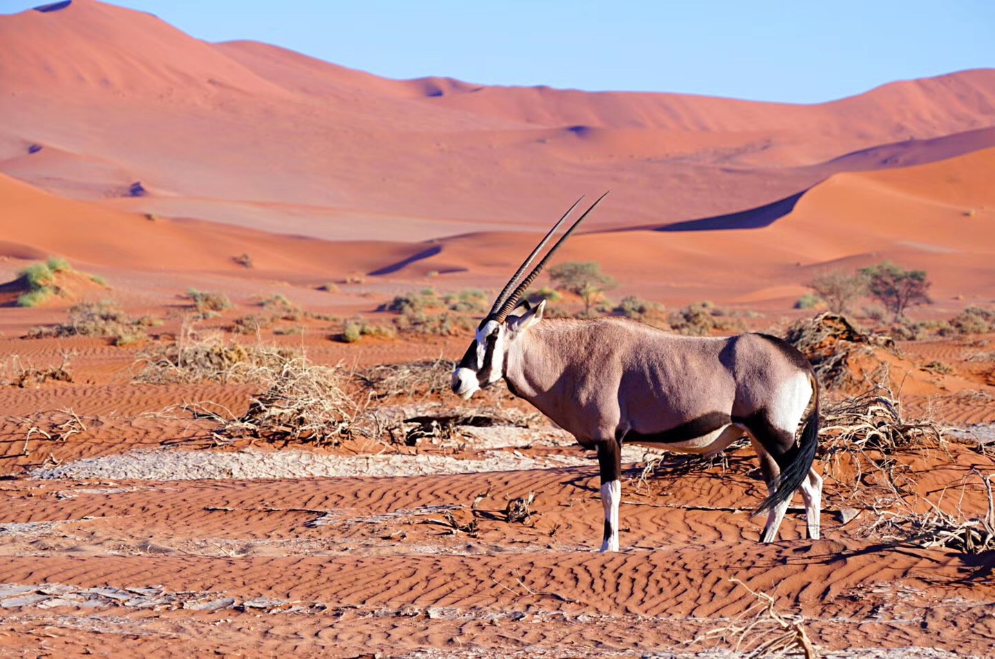 ױ ƵƪһAndBeyond Sossusvlei Desert LodgeӦ׷