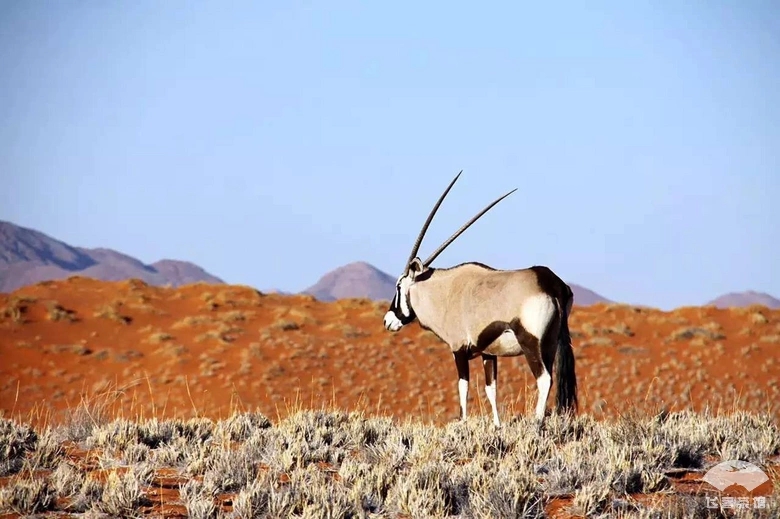 ױ ƵƪһAndBeyond Sossusvlei Desert LodgeӦ׷