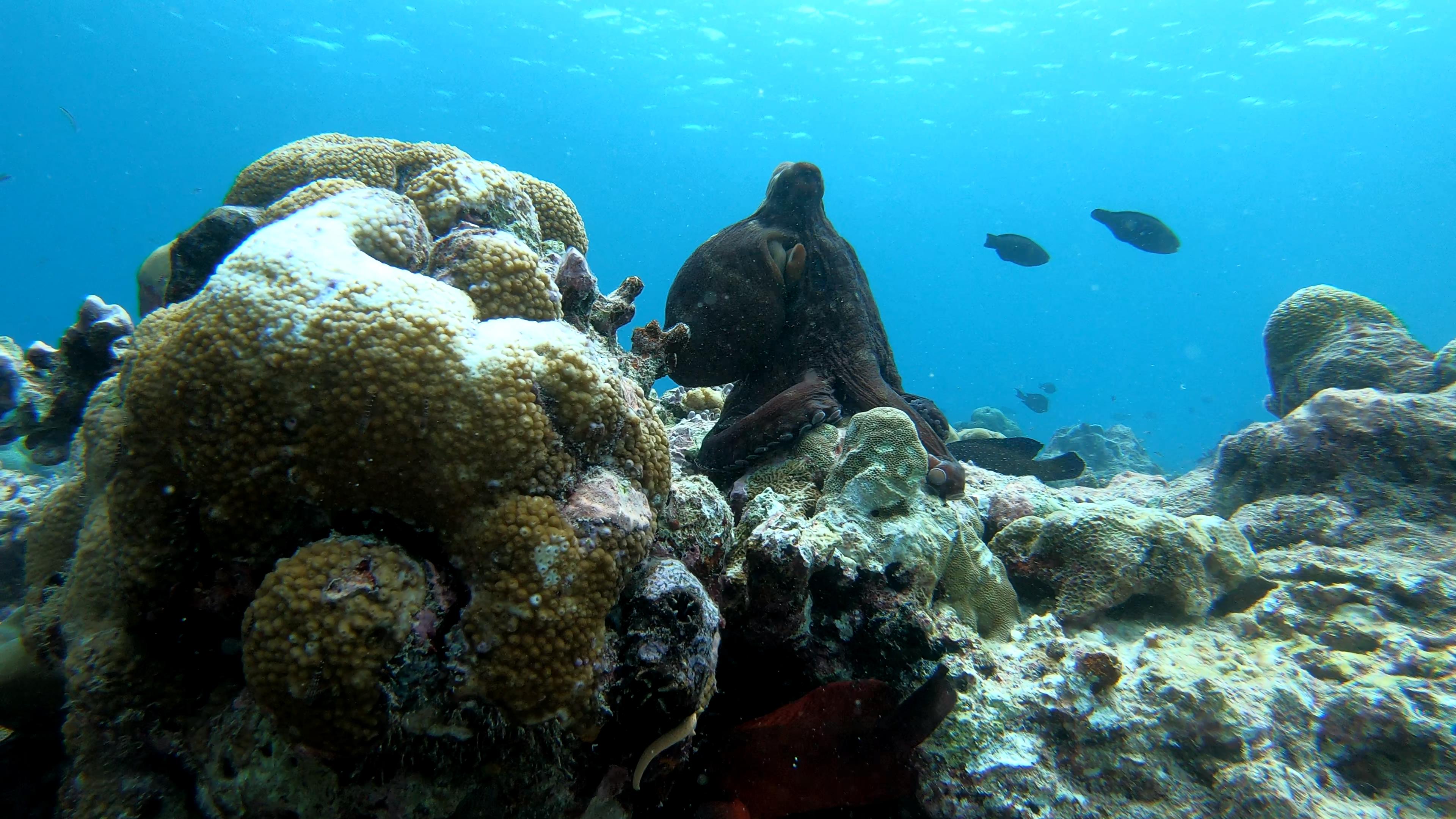 ҫ-ϰﻷȼٴ LUX* South Ari Atoll Maldives