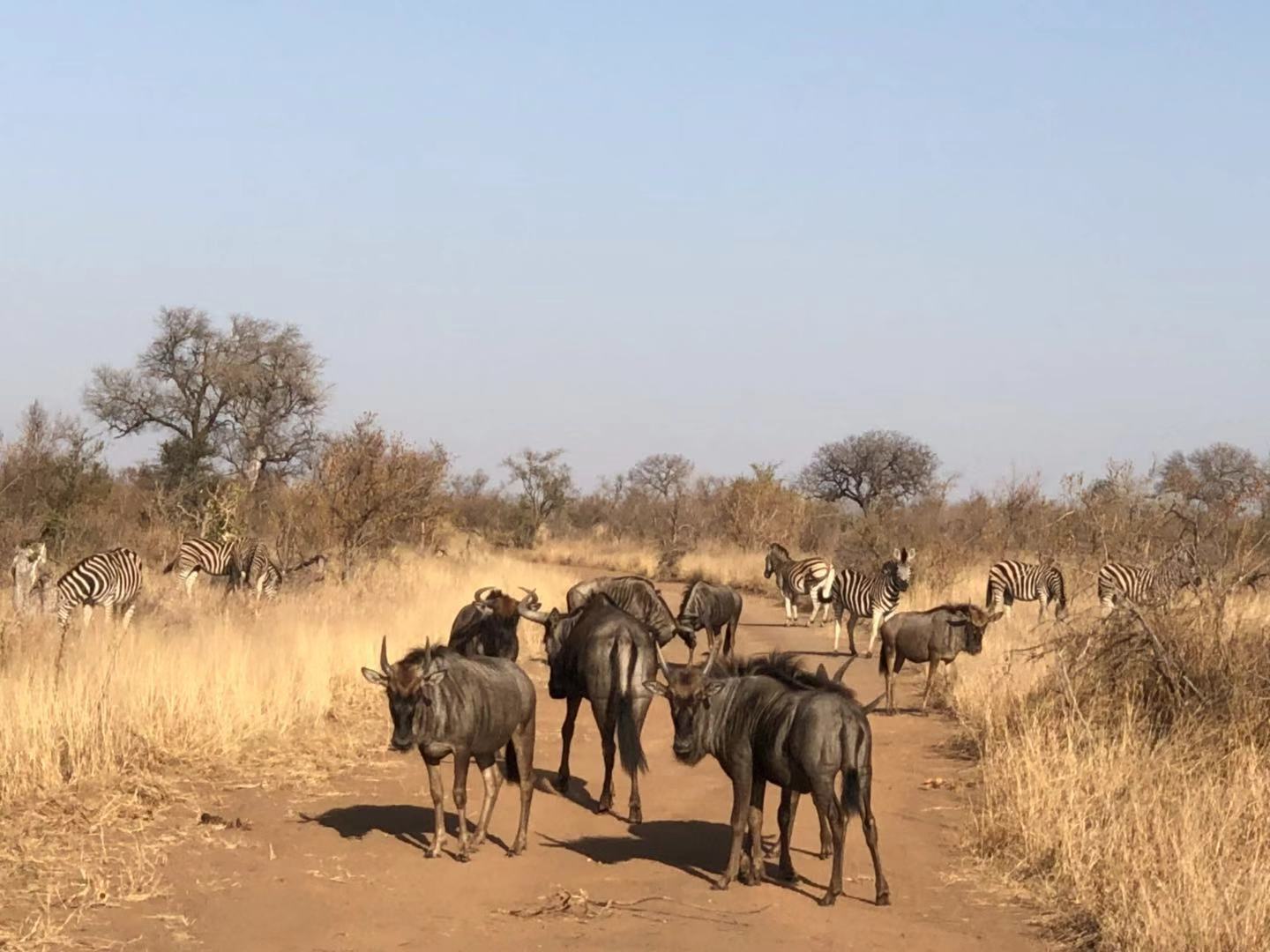 [׷] [Hamiltons Tented Camp]ݻȻڿ³ҹ԰عߣ...