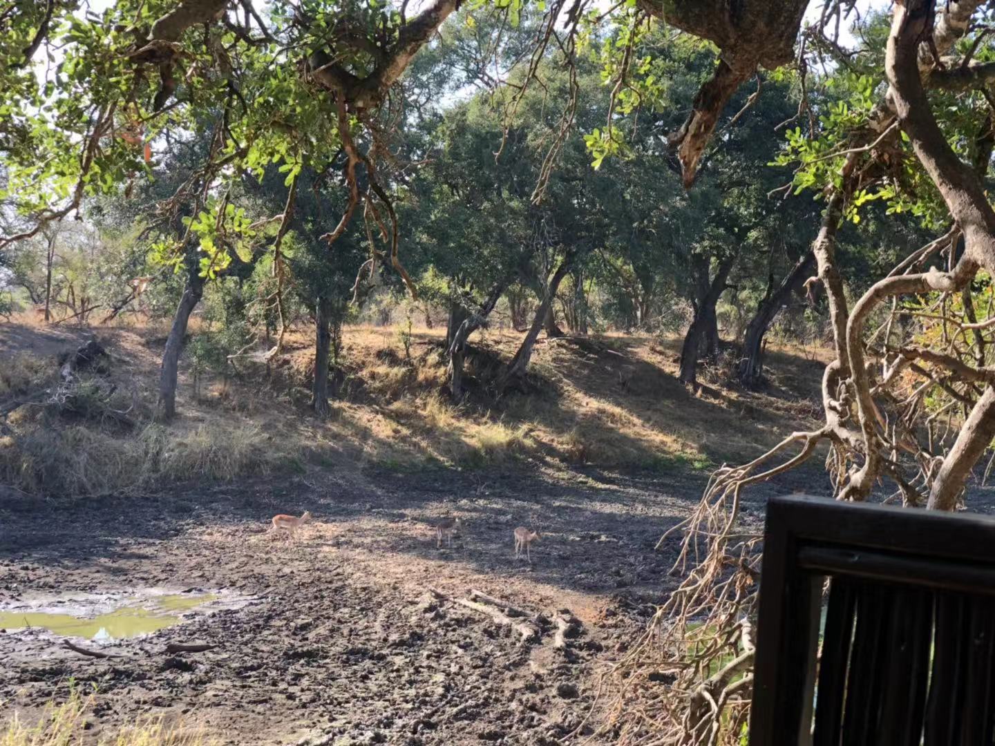 [׷] [Hamiltons Tented Camp]ݻȻڿ³ҹ԰عߣ...