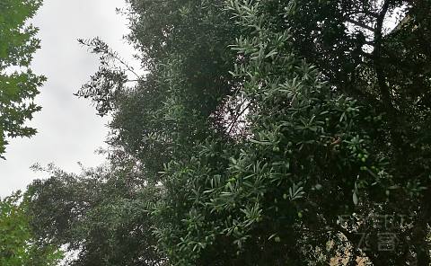 一起写我们的传奇-西安索菲特传奇&索菲特 中秋入住有感