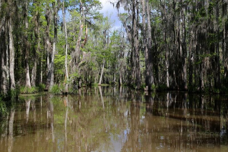 Honey Island Swamp (17).JPG