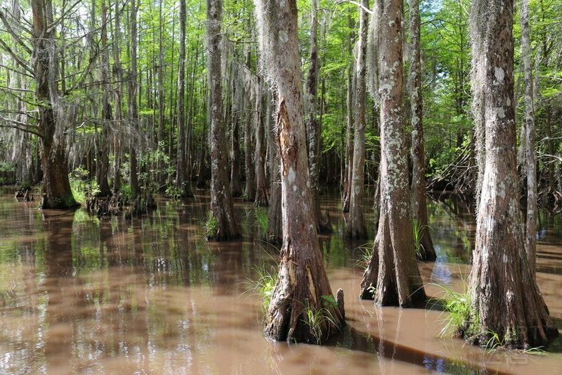 Honey Island Swamp (32).JPG