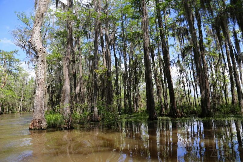 Honey Island Swamp (36).JPG