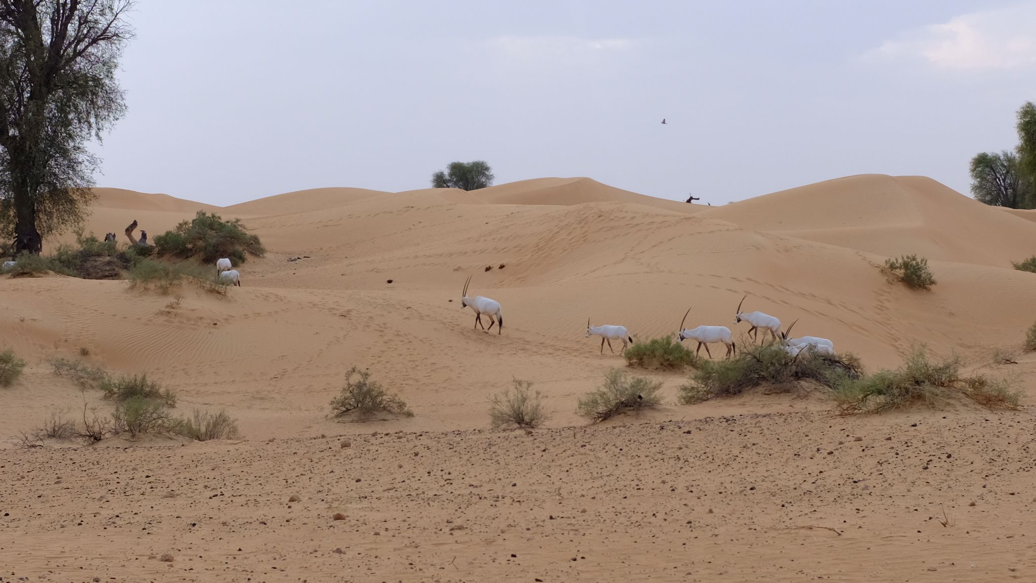 Al Maha, a Luxury Collection Desert Resort & Spaס飨1--ʩƪ