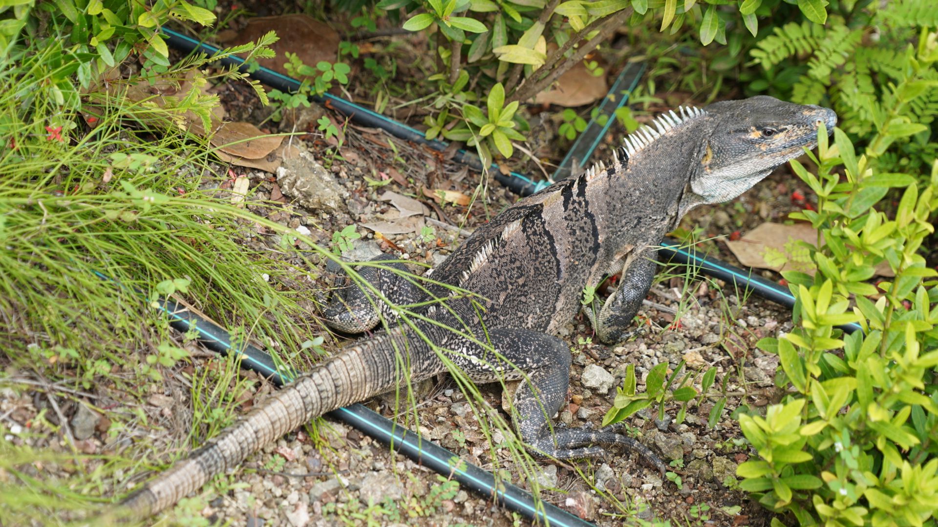 ̽ء׷˹W Costa Rica - Reserva Conchal׷