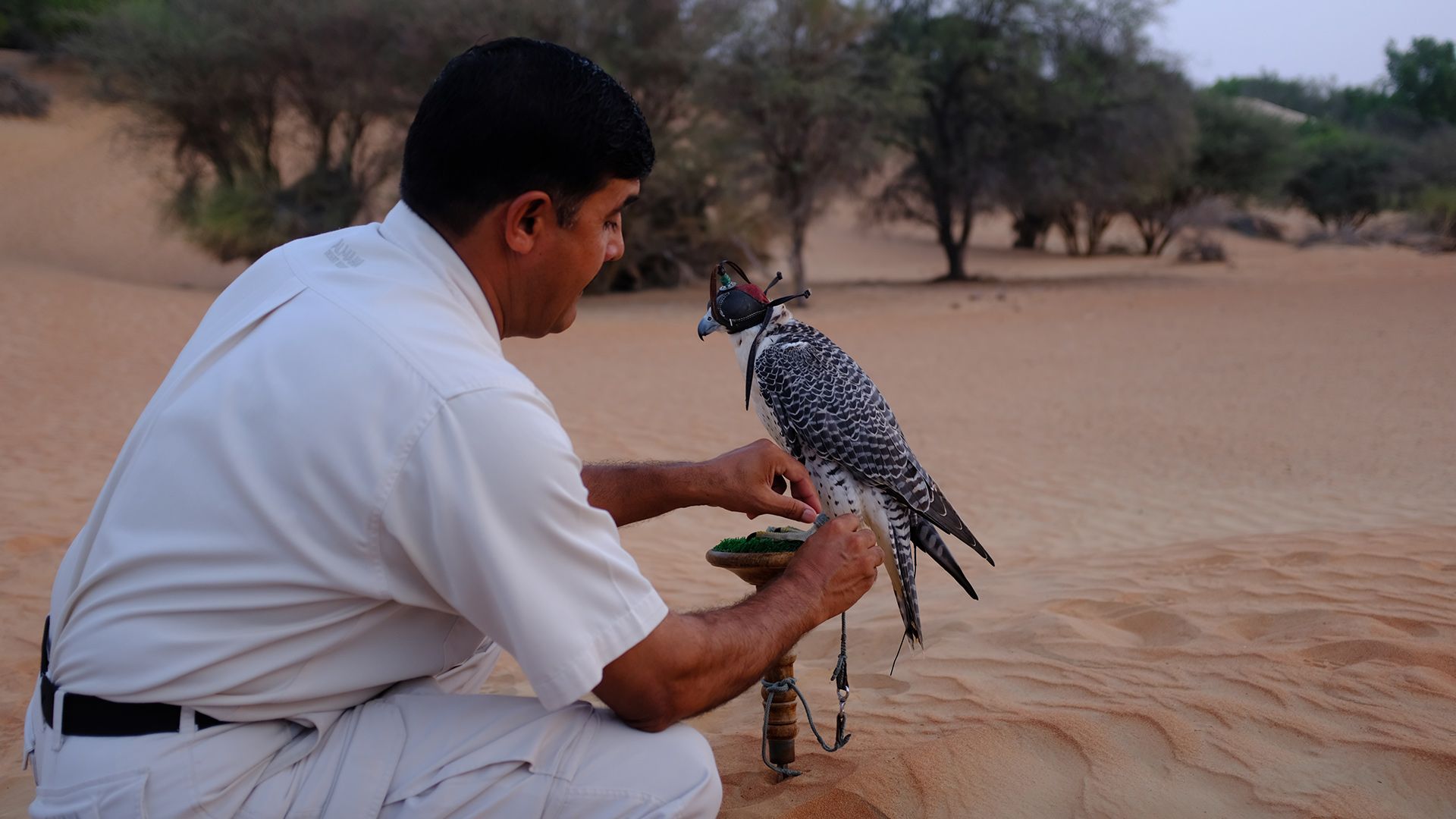 Al Maha, a Luxury Collection Desert Resort & Spaס飨3--ƪ