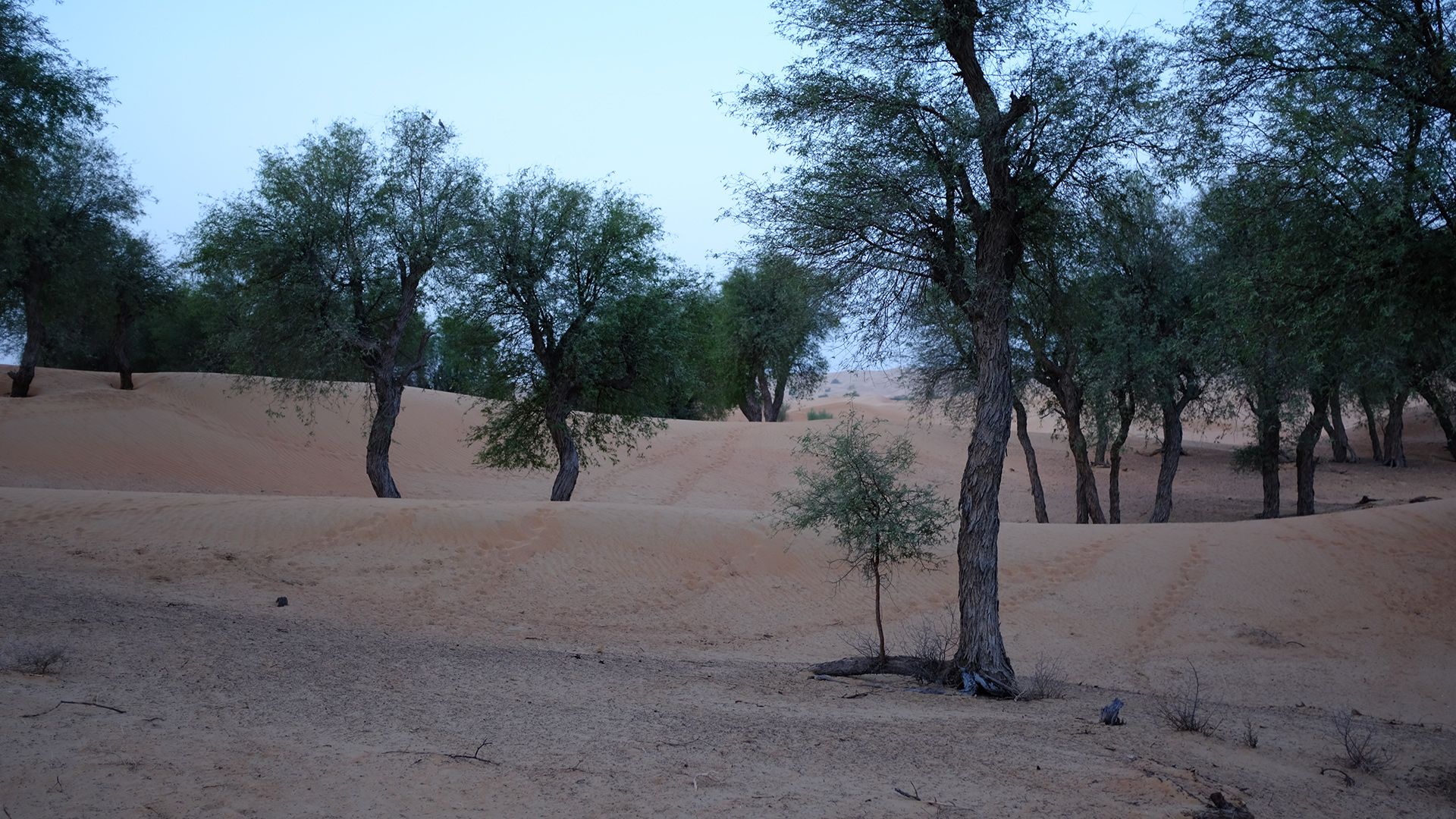 Al Maha, a Luxury Collection Desert Resort & Spaס飨3--ƪ