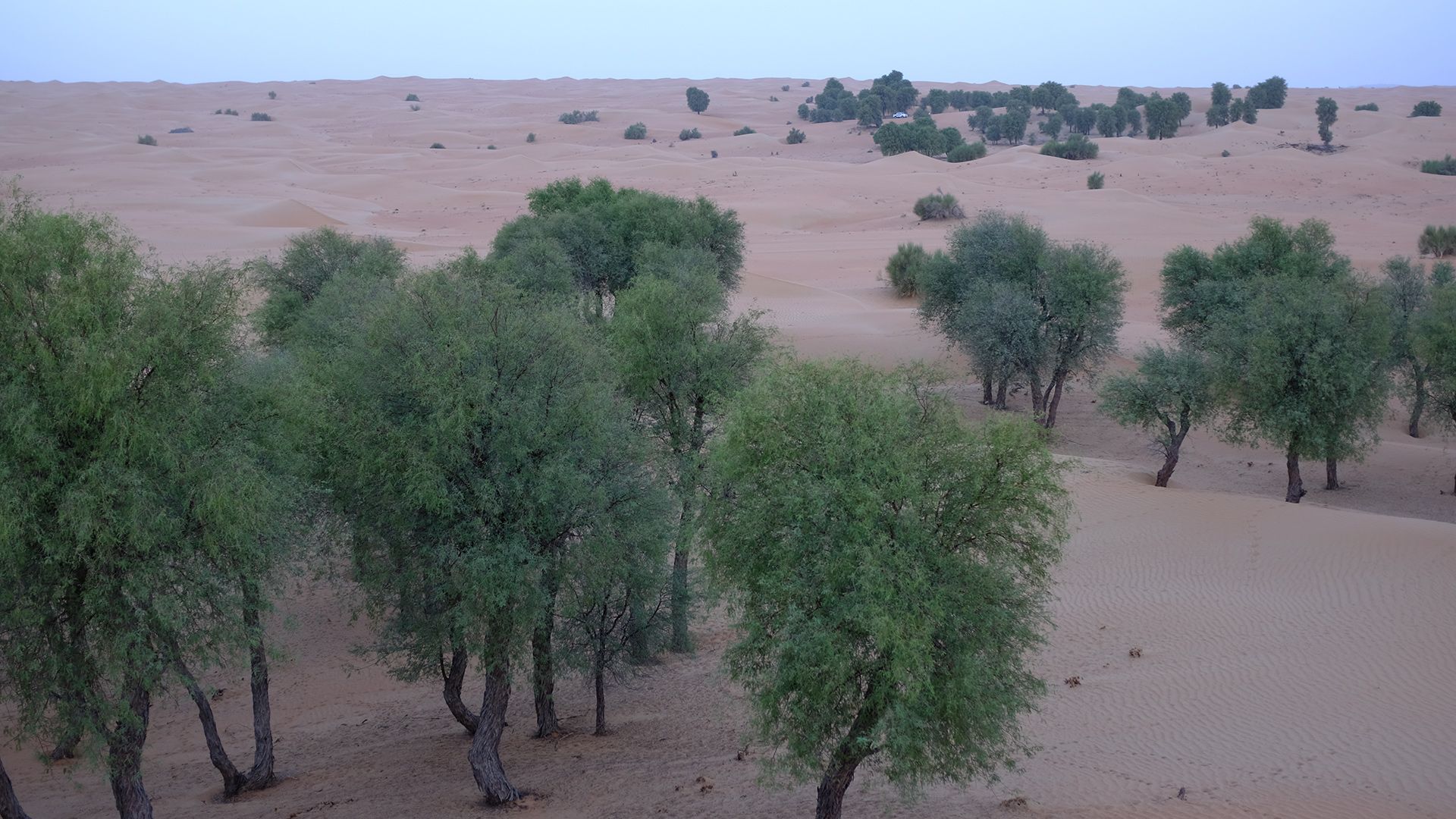 Al Maha, a Luxury Collection Desert Resort & Spaס飨3--ƪ