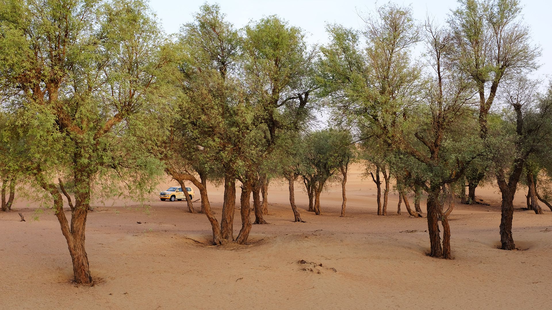 Al Maha, a Luxury Collection Desert Resort & Spaס飨3--ƪ