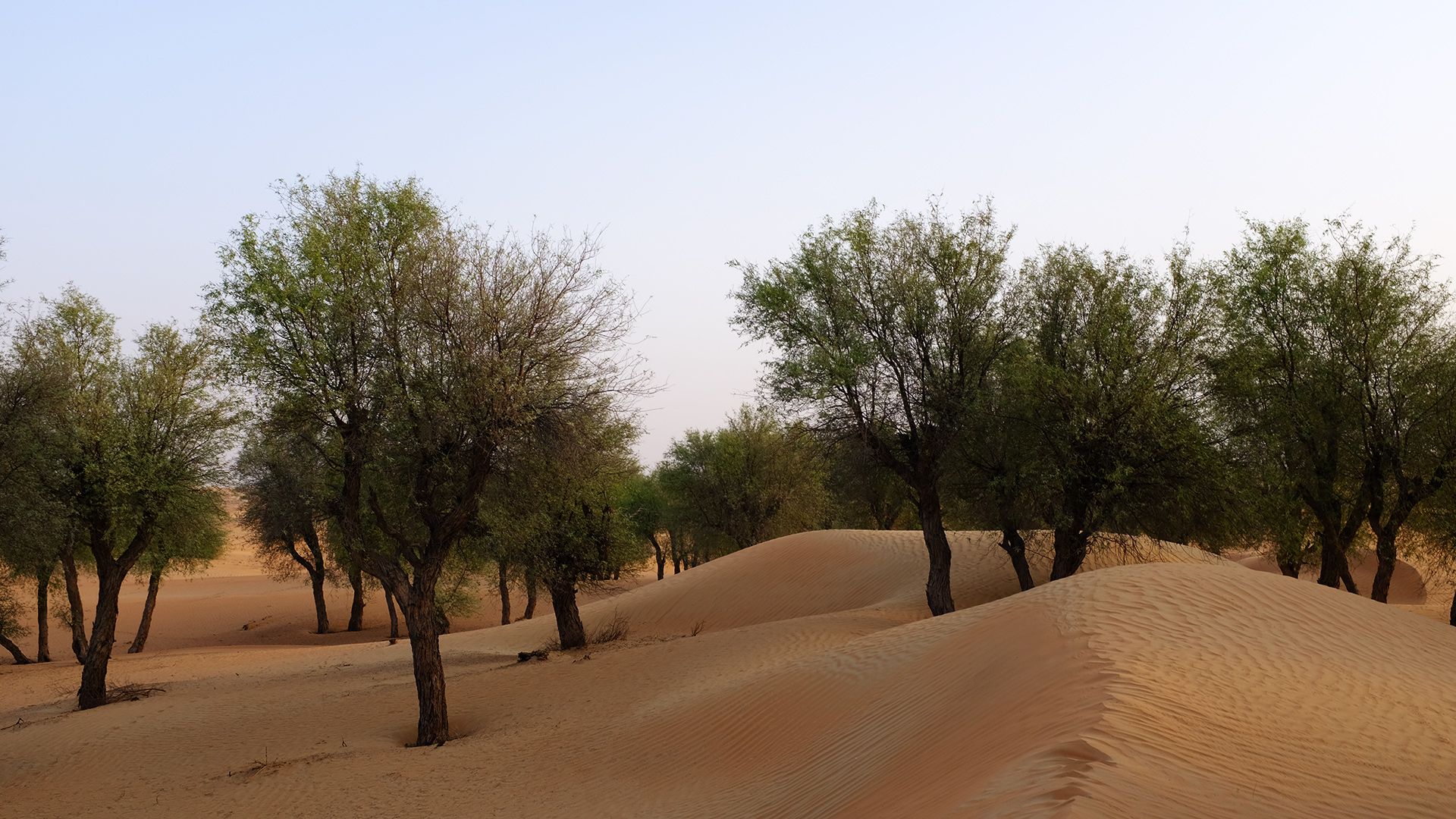 Al Maha, a Luxury Collection Desert Resort & Spaס飨3--ƪ