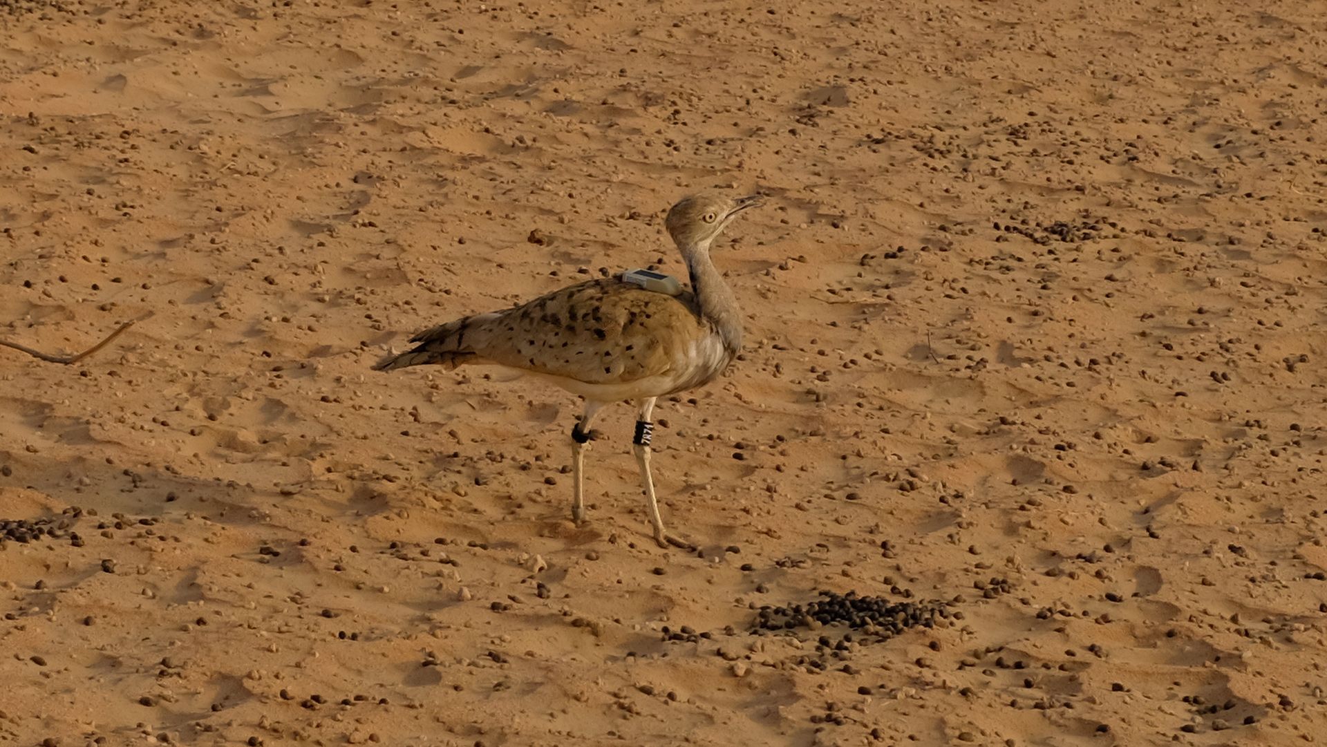 Al Maha, a Luxury Collection Desert Resort & Spaס飨3--ƪ