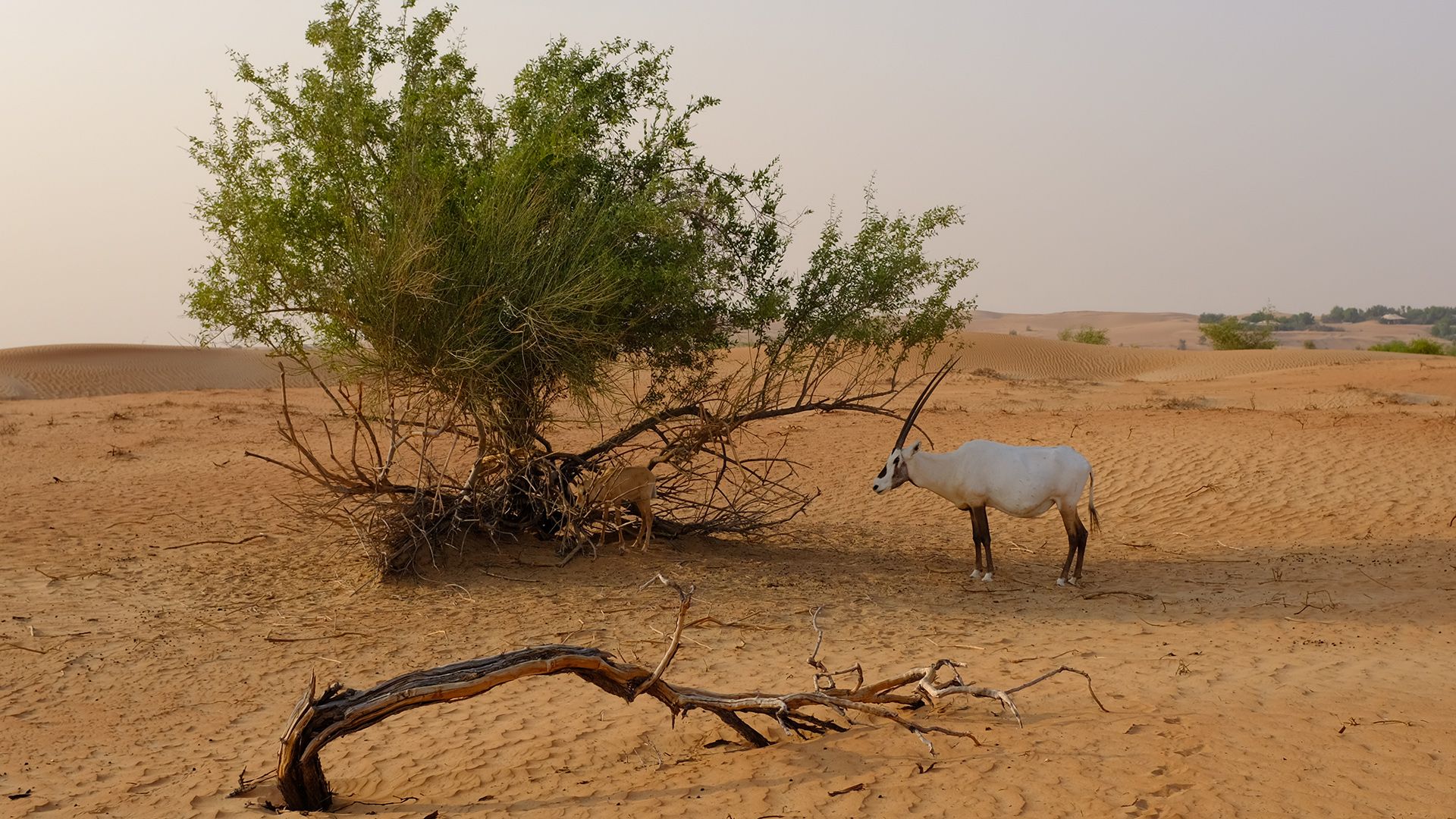 Al Maha, a Luxury Collection Desert Resort & Spaס飨3--ƪ