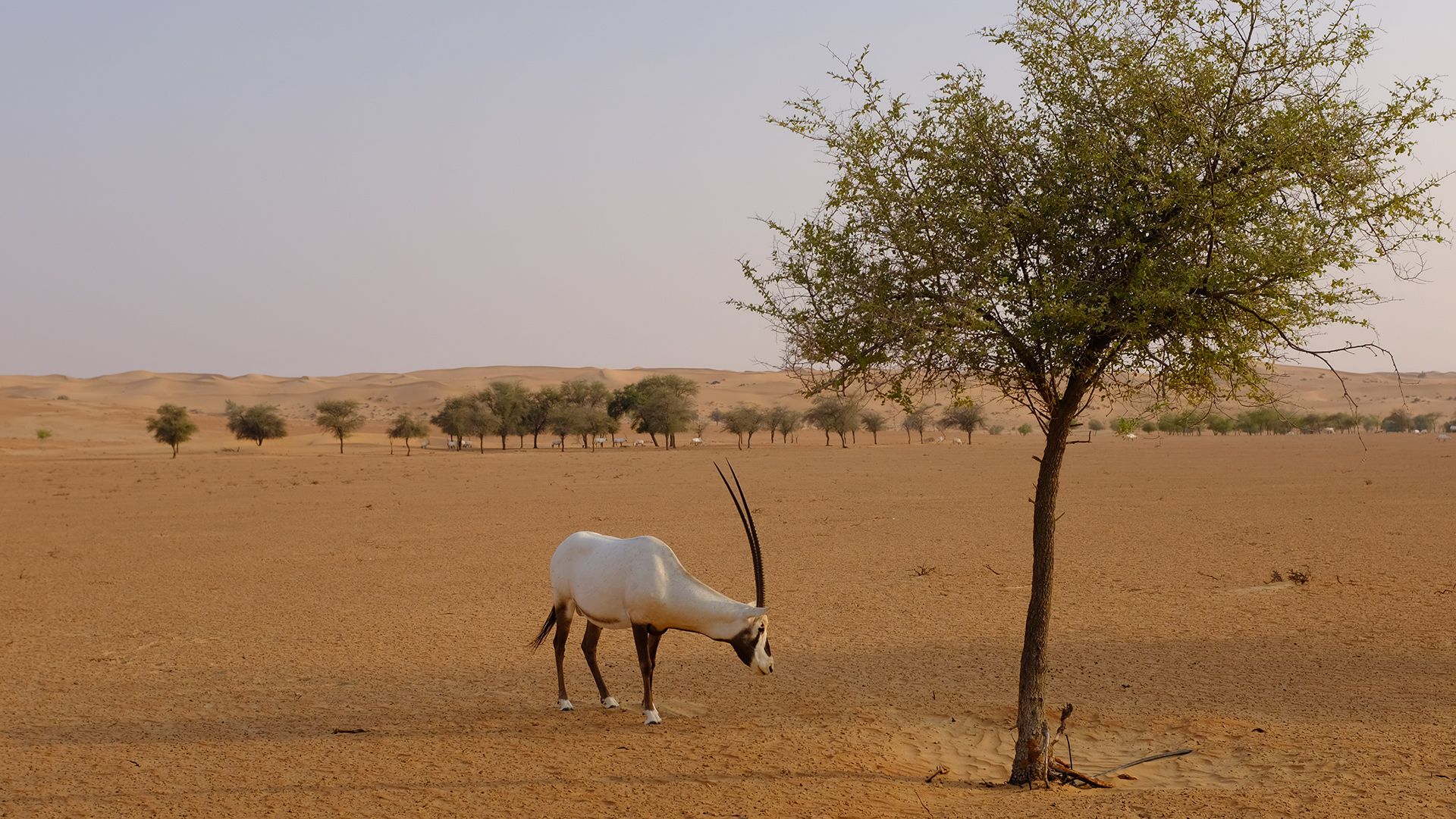Al Maha, a Luxury Collection Desert Resort & Spaס飨3--ƪ