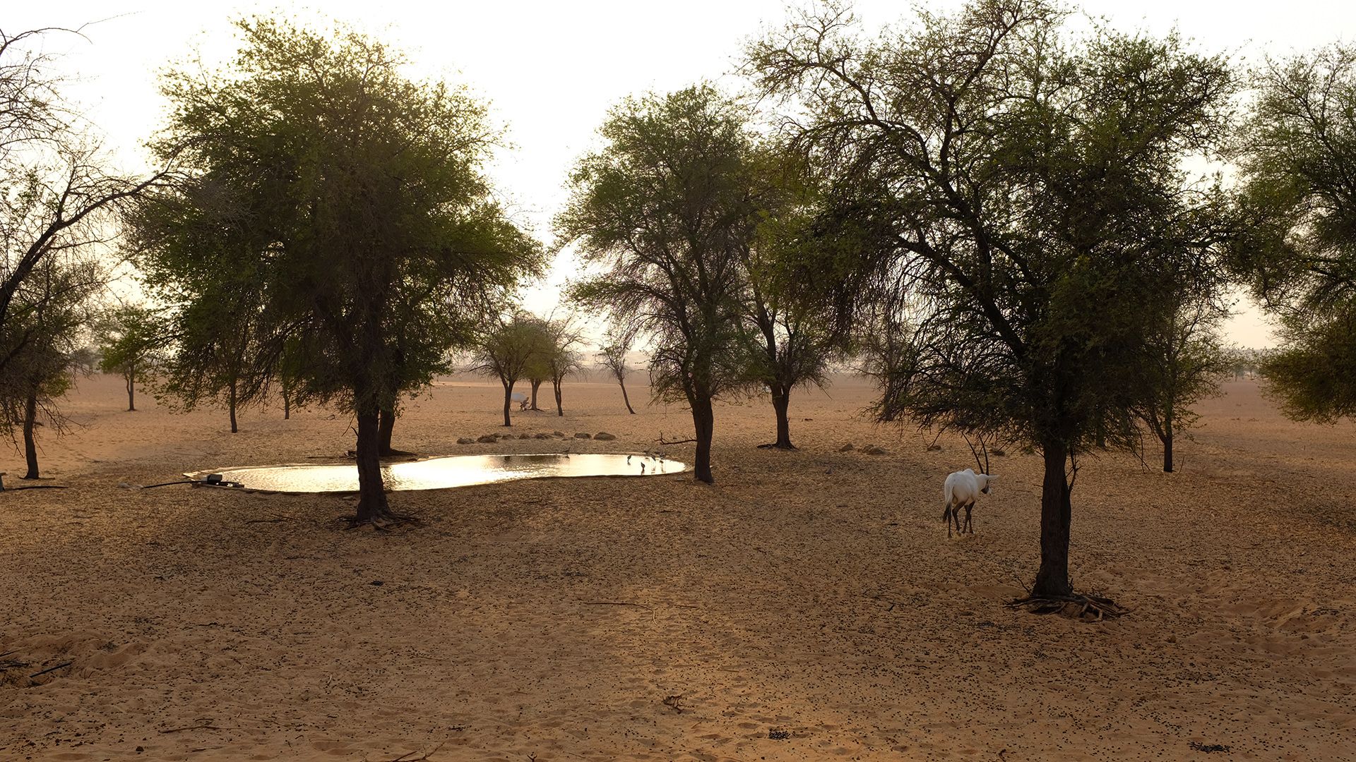 Al Maha, a Luxury Collection Desert Resort & Spaס飨3--ƪ