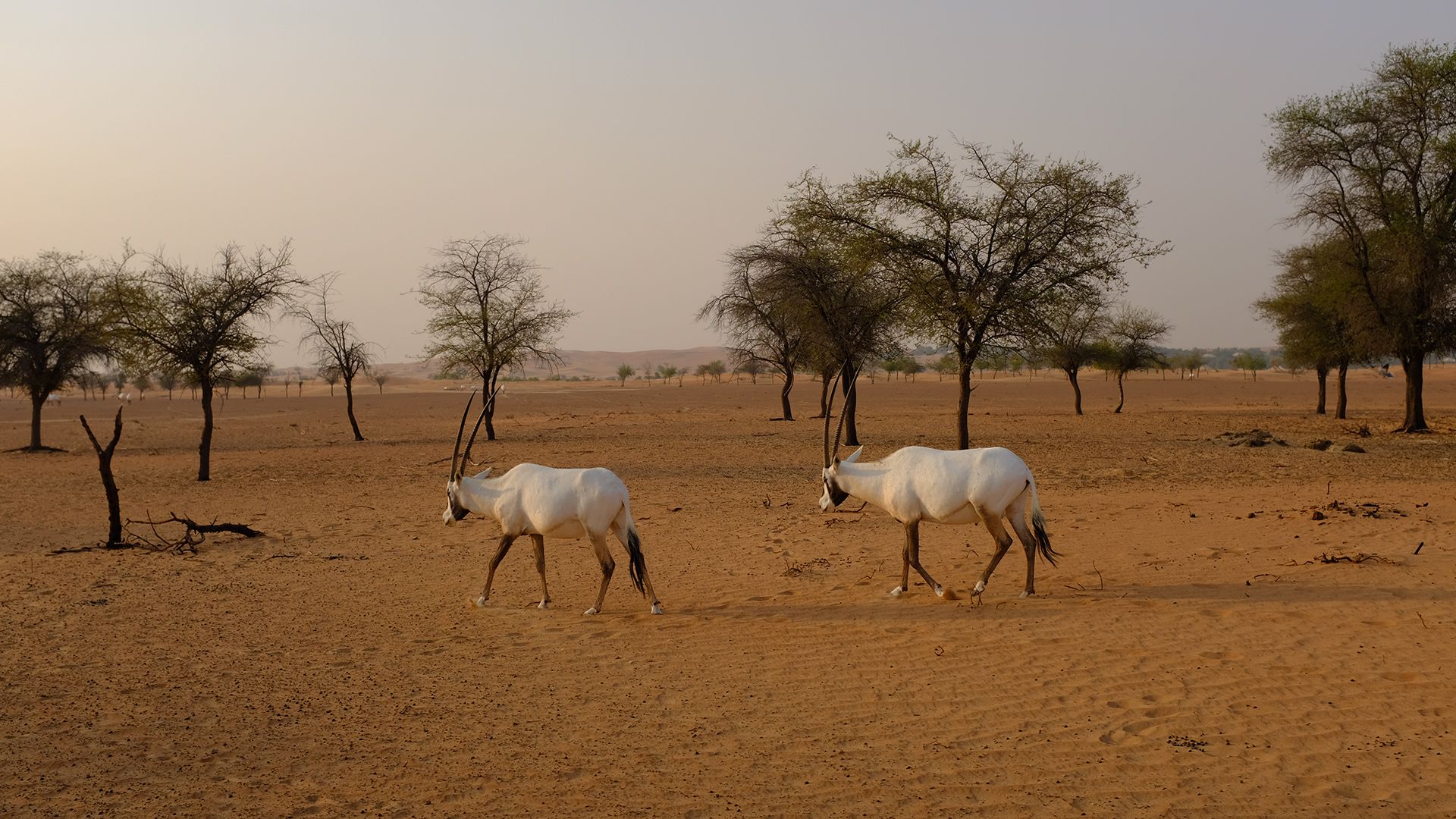 Al Maha, a Luxury Collection Desert Resort & Spaס飨3--ƪ