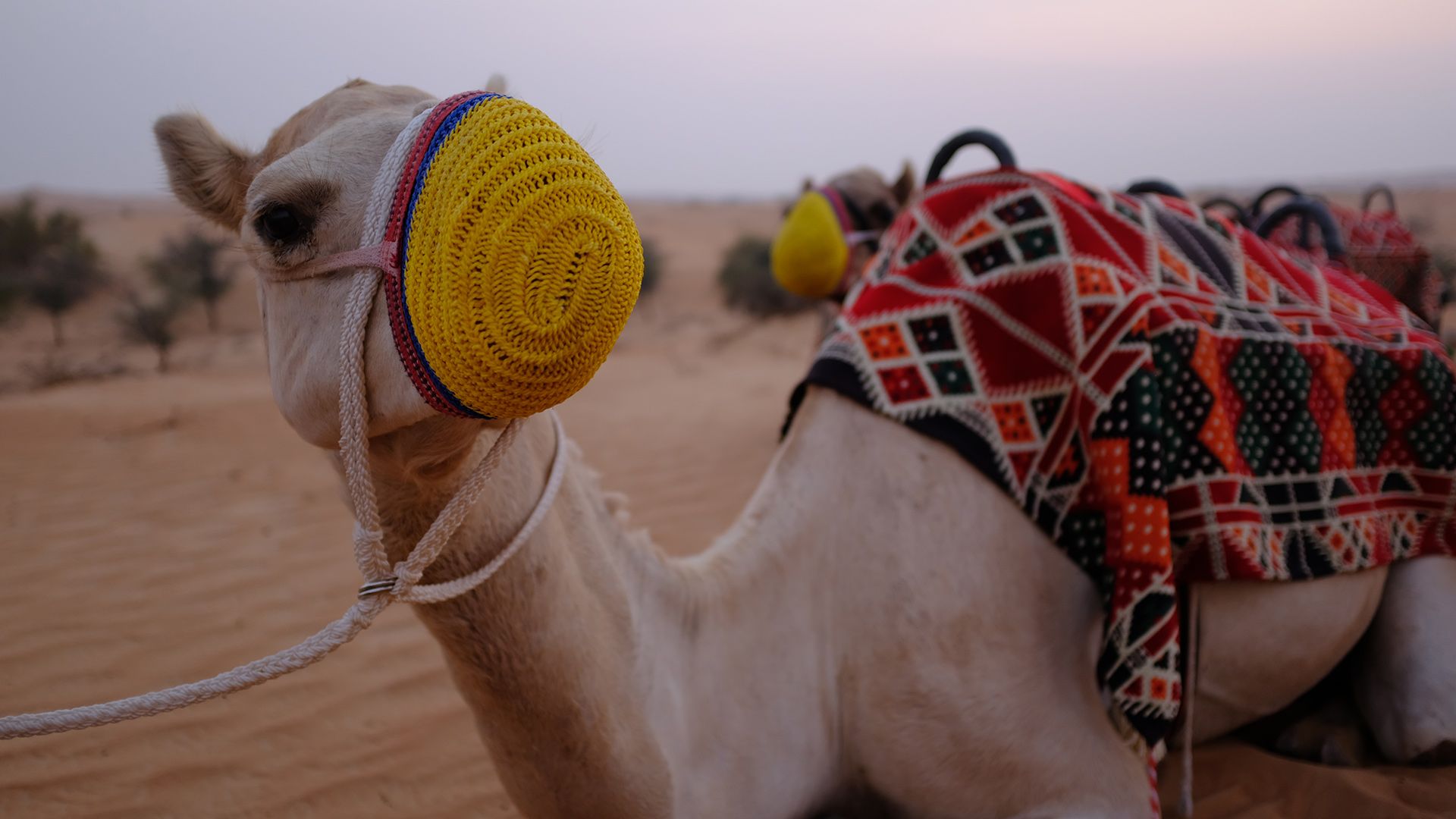 Al Maha, a Luxury Collection Desert Resort & Spaס飨3--ƪ