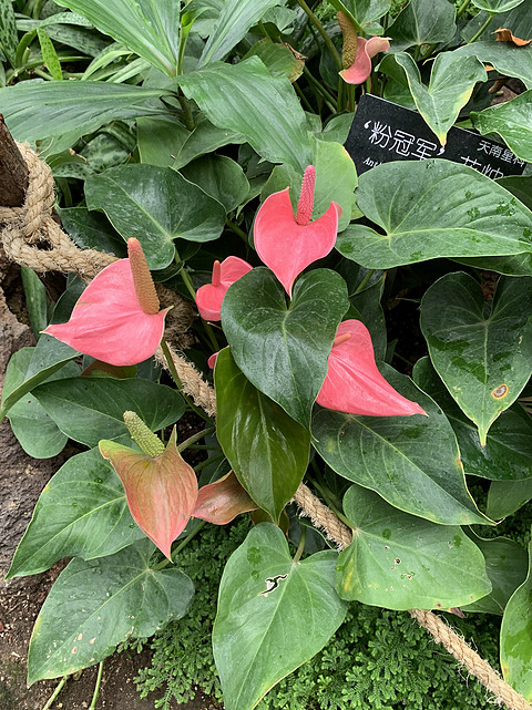 赏花季，上海佘山世茂洲际酒店两日游～