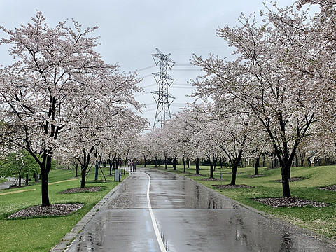 赏花季，上海佘山世茂洲际酒店两日游～