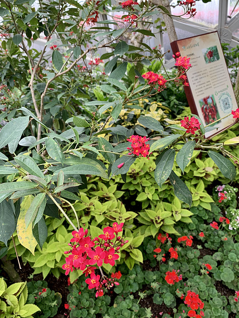 赏花季，上海佘山世茂洲际酒店两日游～