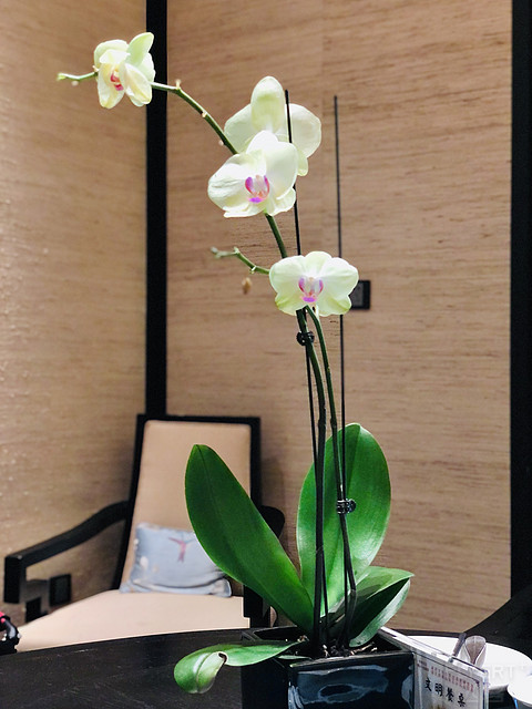 【别样凯悦体验】伯虎的六一—崇明金茂凯悦酒店
