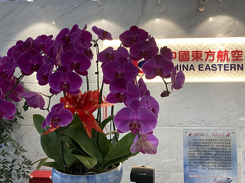 青岛流亭-北京大兴-成都双流 东航大兴中转航班体验
