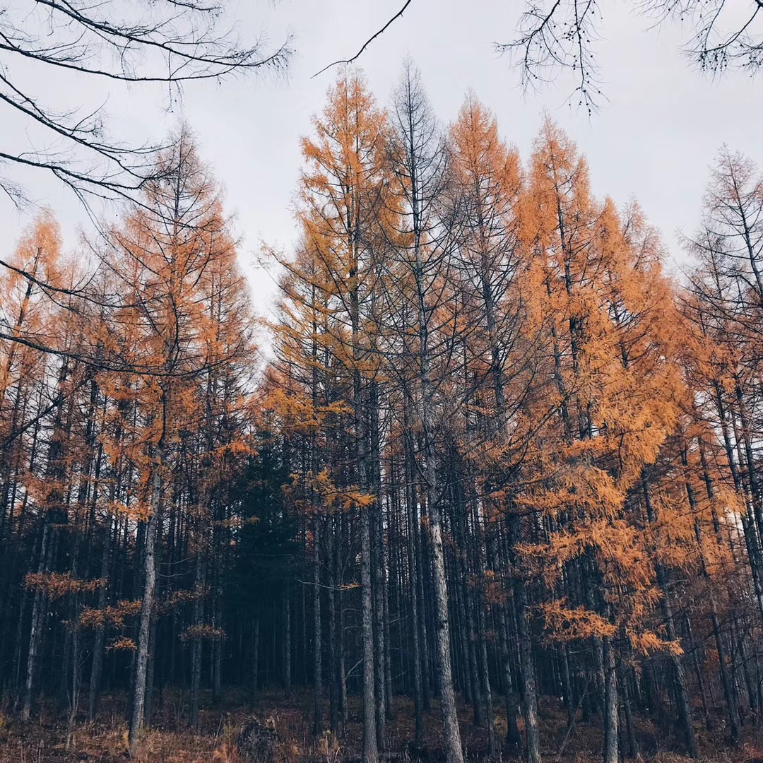 ɽ