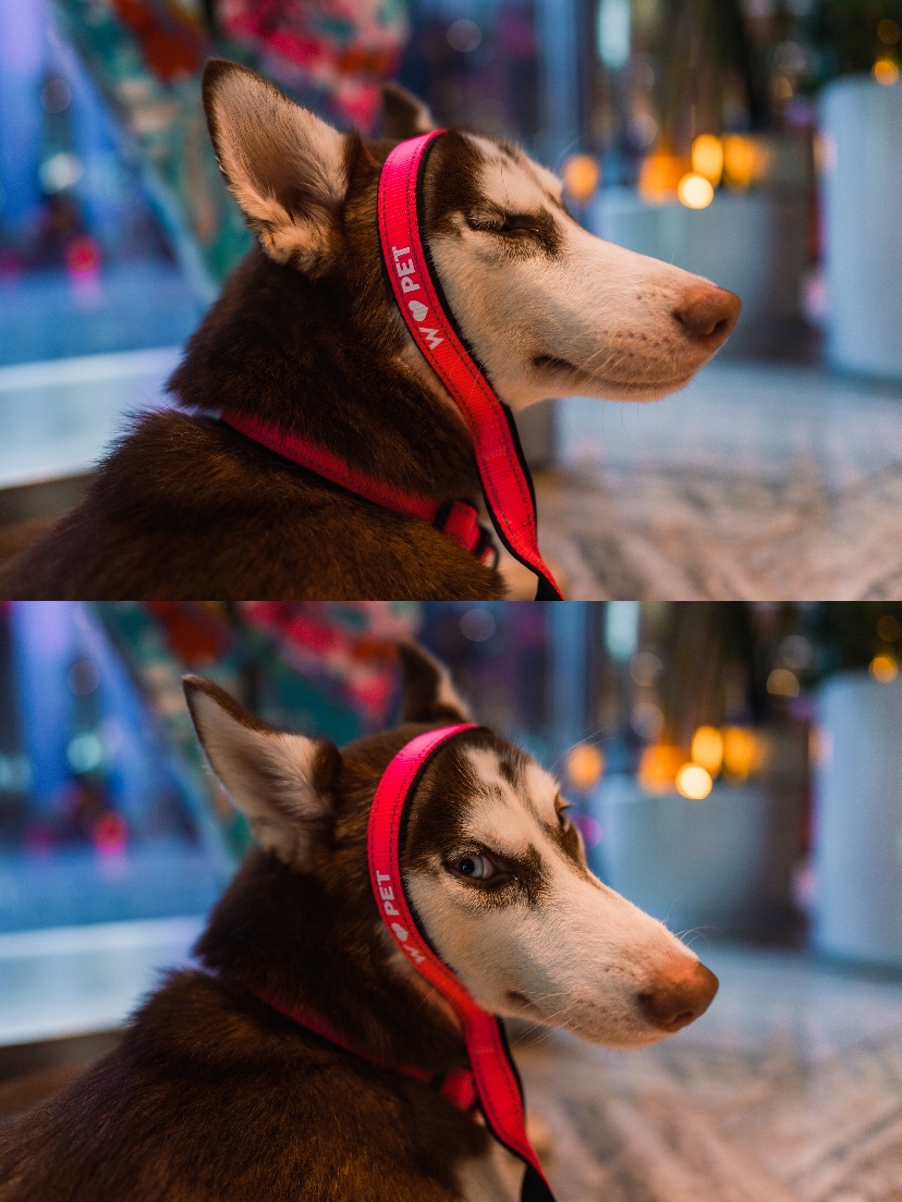 󸾶Ϻ֮ãW love pet