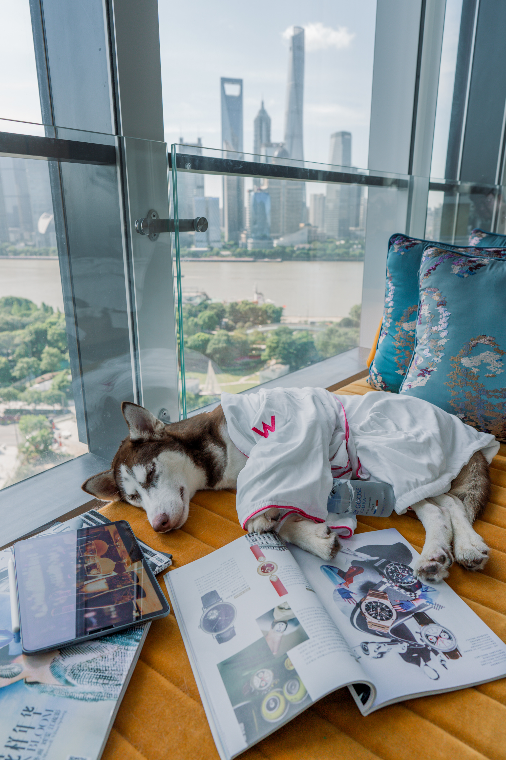 󸾶Ϻ֮ãW love pet
