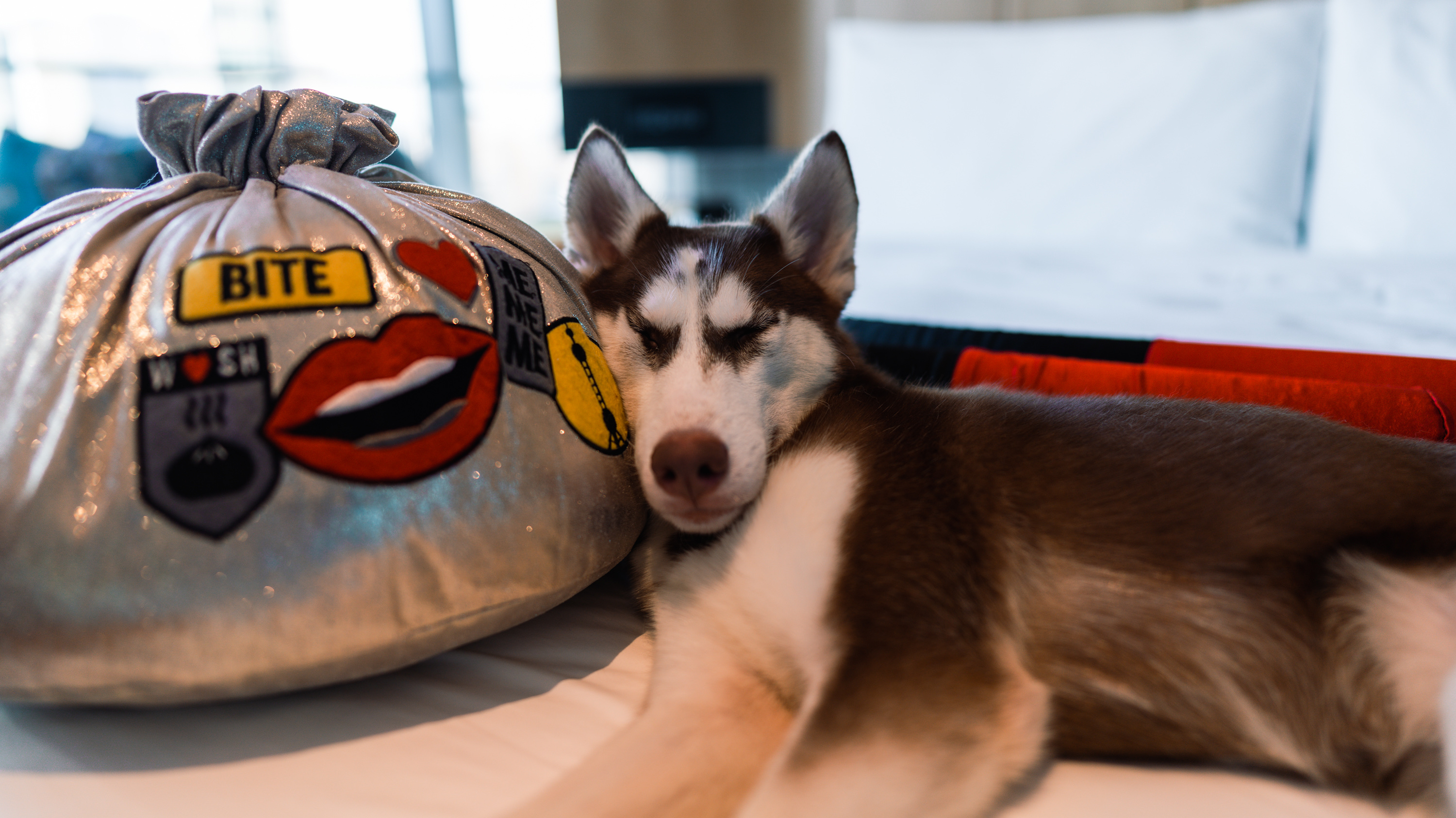 󸾶Ϻ֮ãW love pet