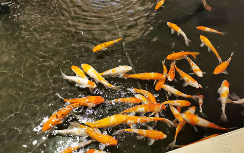深圳君悦  一卧室公寓房