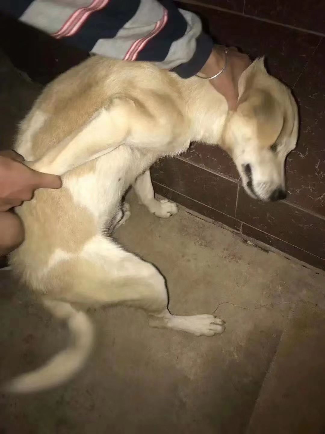 ޽