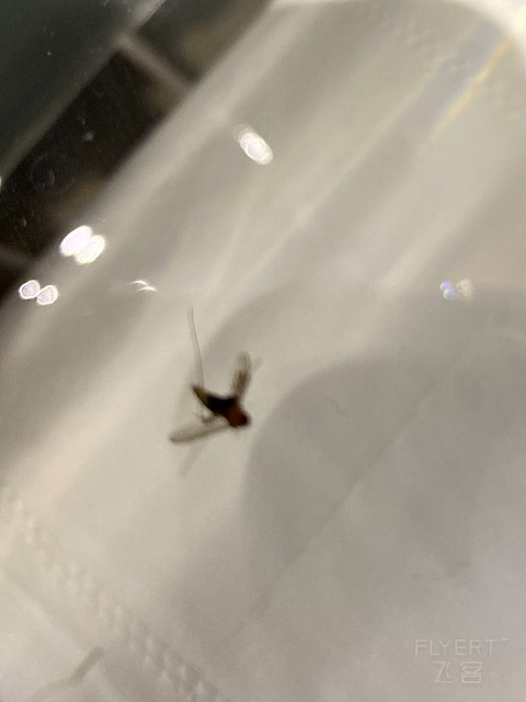 机缘巧合的保定万枫
