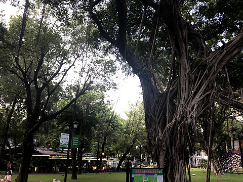 【白挑第二站】南岭以南，木棉花开——广州海航威斯汀活力套房入住报告#金秋畅游#