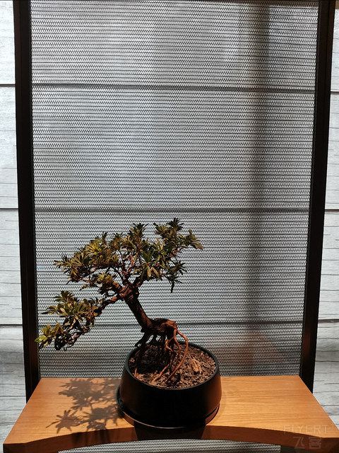 国庆的西安中晶华邑