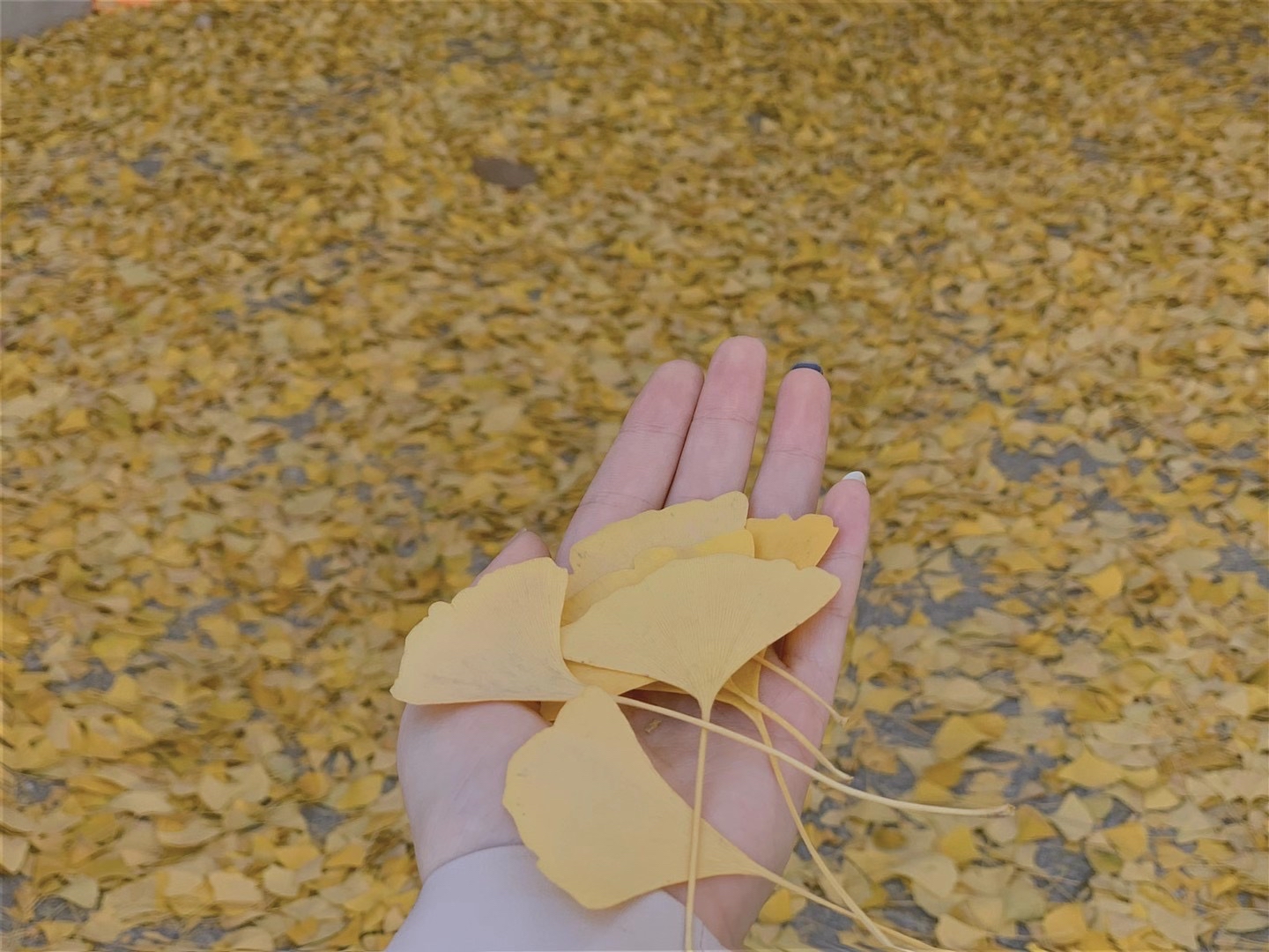 ıƽJW-סһ-