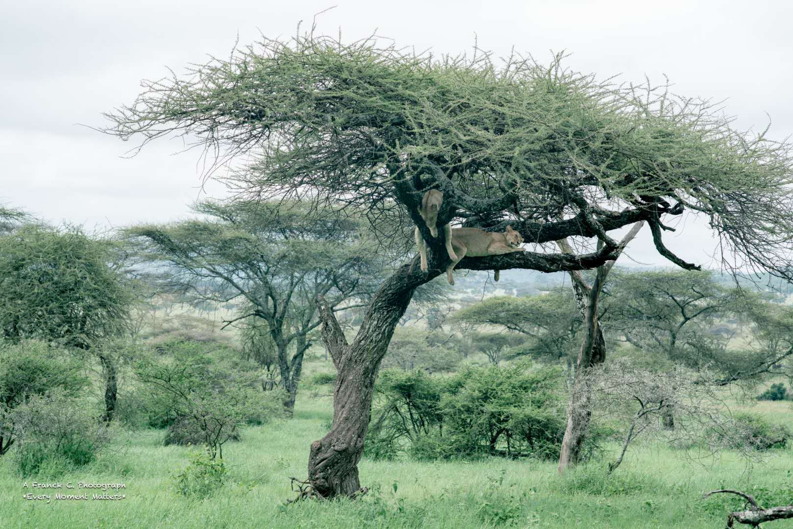 Four Seasons Safari Lodge, Serengeti