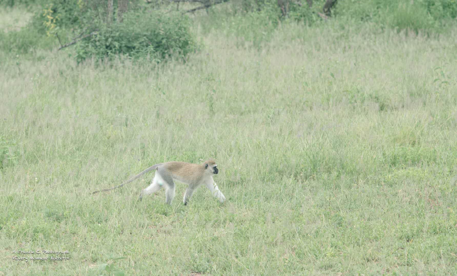 Four Seasons Safari Lodge, Serengeti
