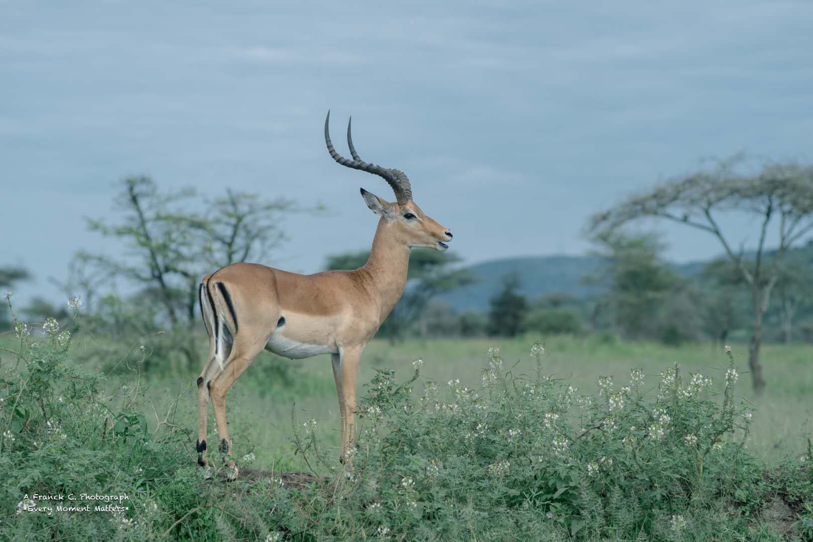 Four Seasons Safari Lodge, Serengeti
