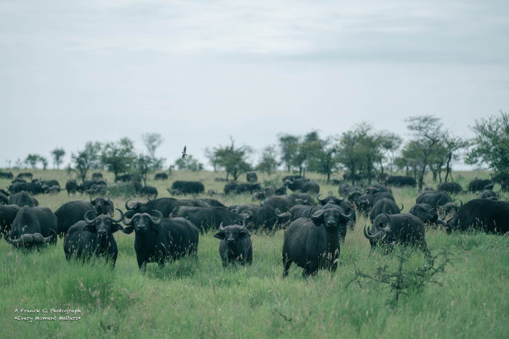 Four Seasons Safari Lodge, Serengeti