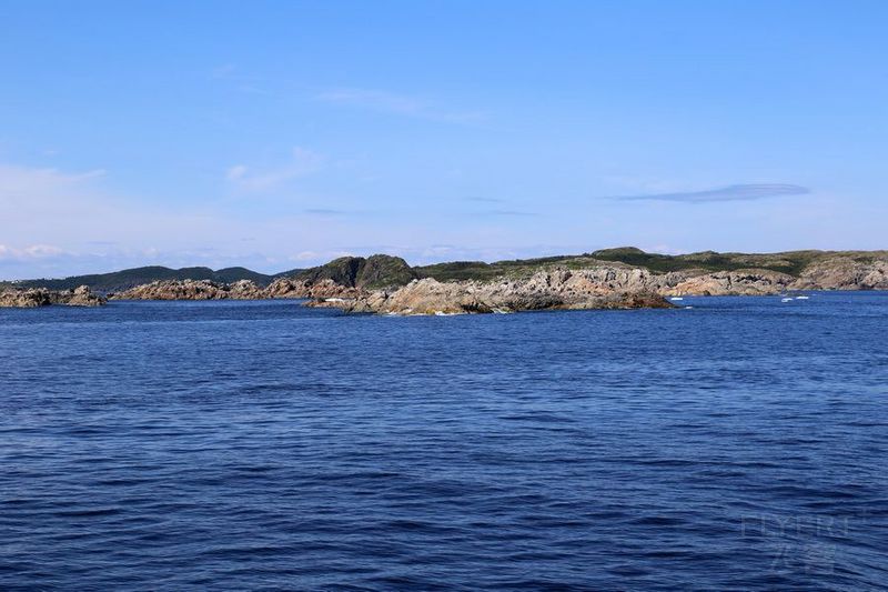 Newfoundland--Twillingate Iceberg Quest Cruise (26).JPG