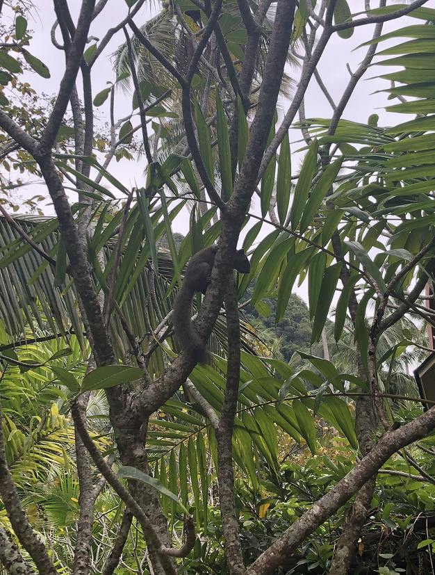 甲米瑞亚维德rayawadee,睡在热带的植物园(动物园)里