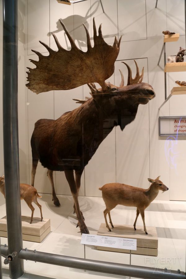 Smithsonian National Museum of Natural History (181).JPG